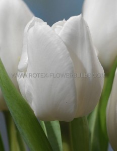 Tulipa Triumph ‘White Dream‘ 12/+ cm. (100 Loose p.Binbox)