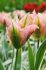 tulipa viridiflora china town 12 cm 100 loose pbinbox