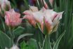 tulipa viridiflora china town 12 cm 15 quality pkgsx 6