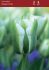 Tulipa Viridiflora Green Day 12 cm. 100 Loose p.Binbox
