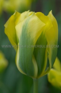 Tulipa Viridiflora ‘Green Mile‘ 12/+ cm. (100 Loose p.Binbox)