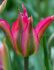 tulipa viridiflora pimpernel 12 cm 100 pbinbox