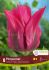 tulipa viridiflora pimpernel 12 cm 15 quality pkgsx 6