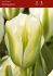tulipa viridiflora spring green 12 cm 100 loose pbinbox