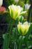 Tulipa Viridiflora Green Day 12 cm. 100 Loose p.Binbox