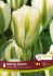 tulipa viridiflora spring green 12 cm 15 quality pkgsx 6