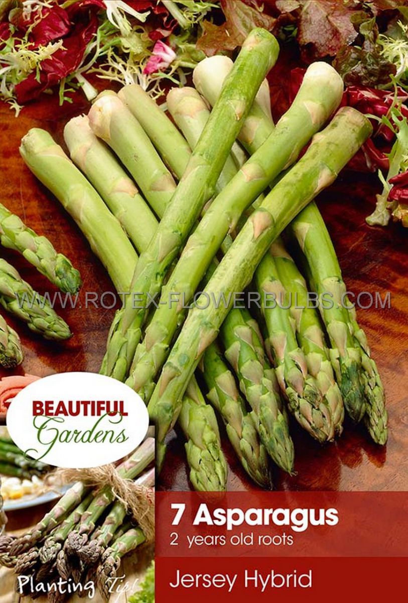 vegetable asparagus roots jersey hybrid 2 year 15 pkgsx 7