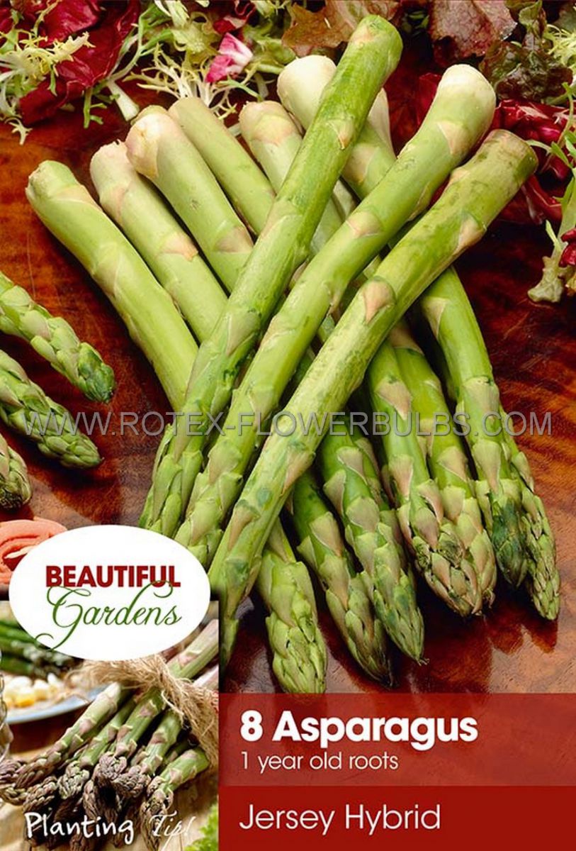 vegetable asparagus roots jersey hybrid row run 25 pkgsx 8
