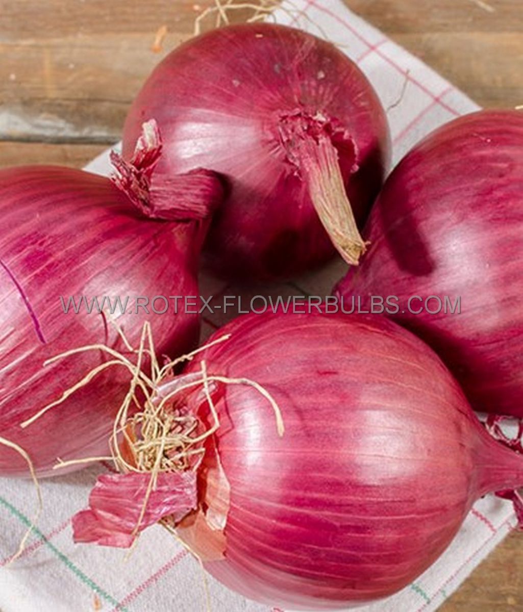 vegetable onion bushel red karmen no1 on150 32lb pbushel