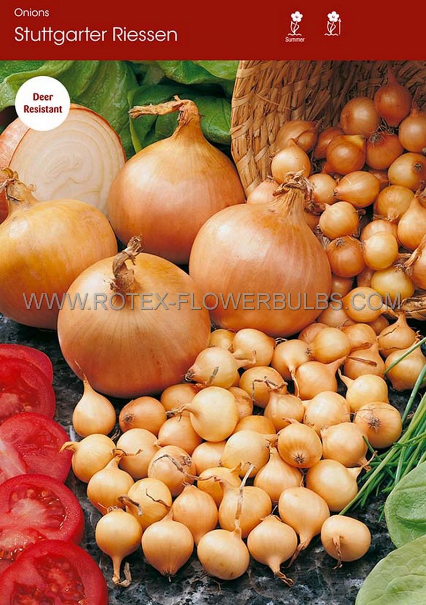 vegetable onion sets stuttgarter riesen yellow 610 cm 32 lbs