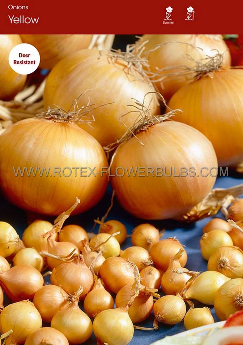 vegetable onion yellow 610 cm 25 pkgsx 80