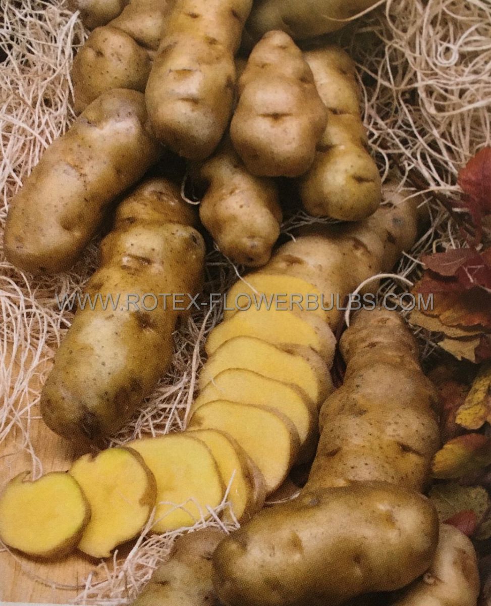 vegetable potatoes fingerling pinto gold 10 pkgsx 7