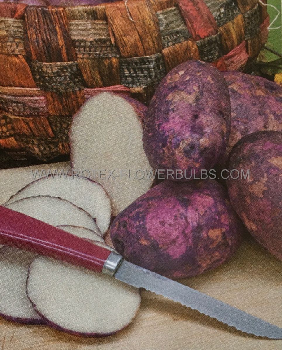 vegetable seed potatoes gourmet blue gold 10 pkgsx 7