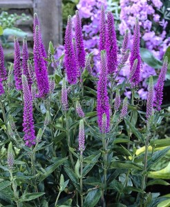 Veronica (Speedwell) Longifolia ‘Purpleicious‘ I (200 p.Carton)