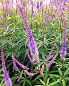Veronicastrum (Culver‘s Root) Virginicum ‘Fascination‘ I (25 p.Bag)