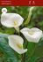 zantedeschia calla lily aethiopica 1618 cm 25 pbinbox