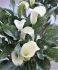 zantedeschia calla lily albomaculata 1618 cm 10 quality pkgsx 1