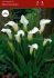 zantedeschia calla lily albomaculata 1618 cm 25 pbinbox