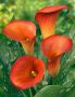 Zantedeschia (Calla Lily) ‘Blaze‘ 16/18 cm. (25 Loose p.Binbox) Zantedeschia (Calla Lily) ‘Blaze‘ 16/18 cm. (25 Loose p.Binbox)