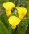Zantedeschia Calla Lily California Gold 1618 cm. 10 Quality Pkgs.x 1