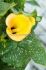 Zantedeschia Calla Lily California Gold 1618 cm. 10 Quality Pkgs.x 1