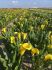 Zantedeschia Calla Lily California Gold 1618 cm. 10 Quality Pkgs.x 1