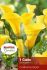 Zantedeschia Calla Lily California Gold 1618 cm. 10 Quality Pkgs.x 1