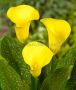 Zantedeschia (Calla Lily) ‘California Gold‘ 16/18 cm. (25 Loose p.Binbox) Zantedeschia (Calla Lily) ‘California Gold‘ 16/18 cm. (25 Loose p.Binbox)