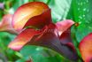Zantedeschia Calla Lily Flame 1618 cm. 25 Loose p.Binbox