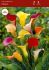 zantedeschia calla lily mix 1618 cm 25 pbinbox