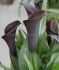 zantedeschia calla lily odessa 1416 cm 25 pcarton