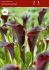 Zantedeschia Calla Lily Schwarzwalder 1618 cm. 25 Loose p.Binbox