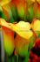 zantedeschia calla lily selina 1618 cm 25 pbinbox